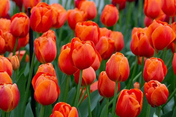 Netherlands-Holland Orange tulips at Keukenhof Gardens
